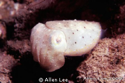 Cuttle fish.Nikon F100,60mm,f27,1/125,YS-120,RVP 100. by Allen Lee 